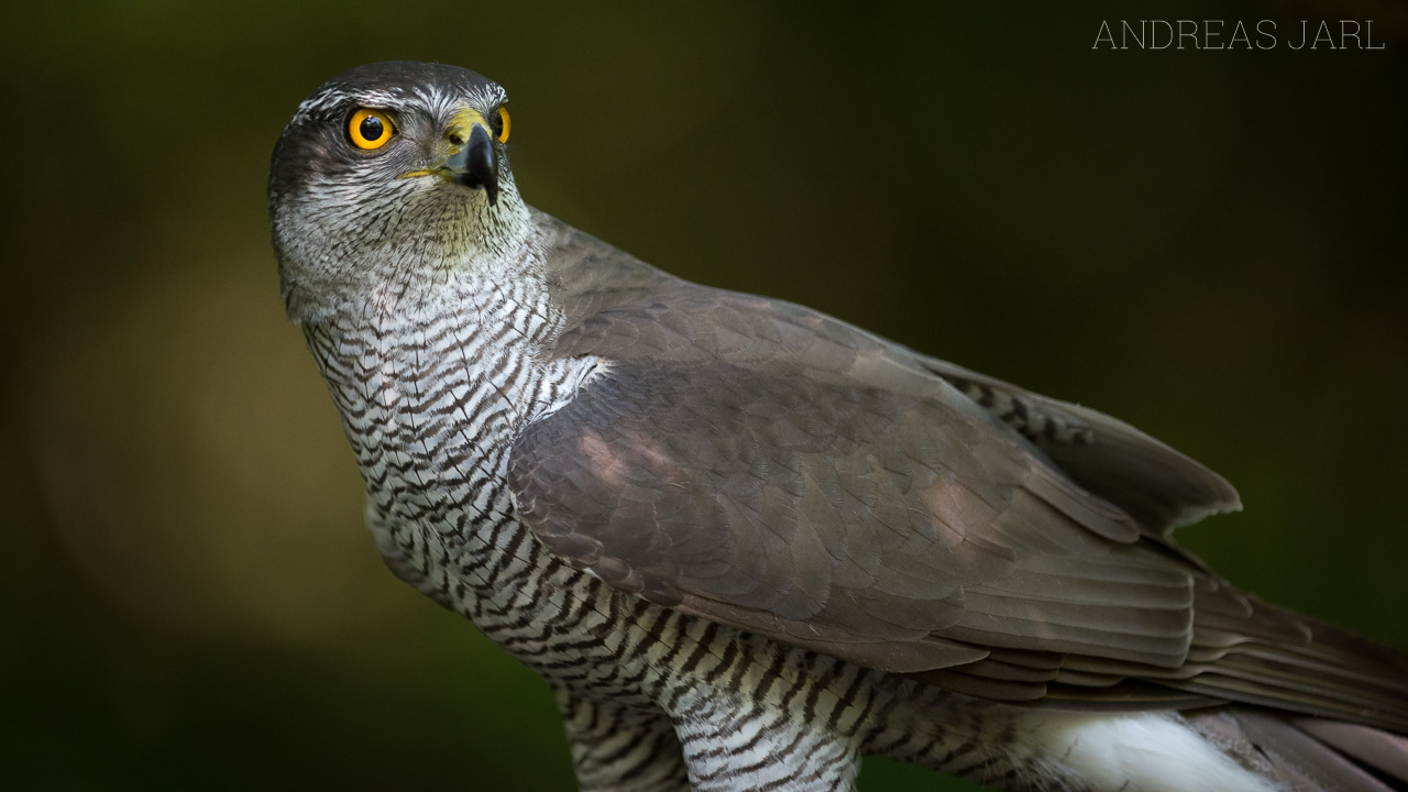 astur_gentilis_3354