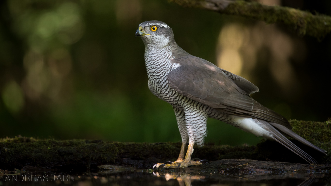 astur_gentilis_3355