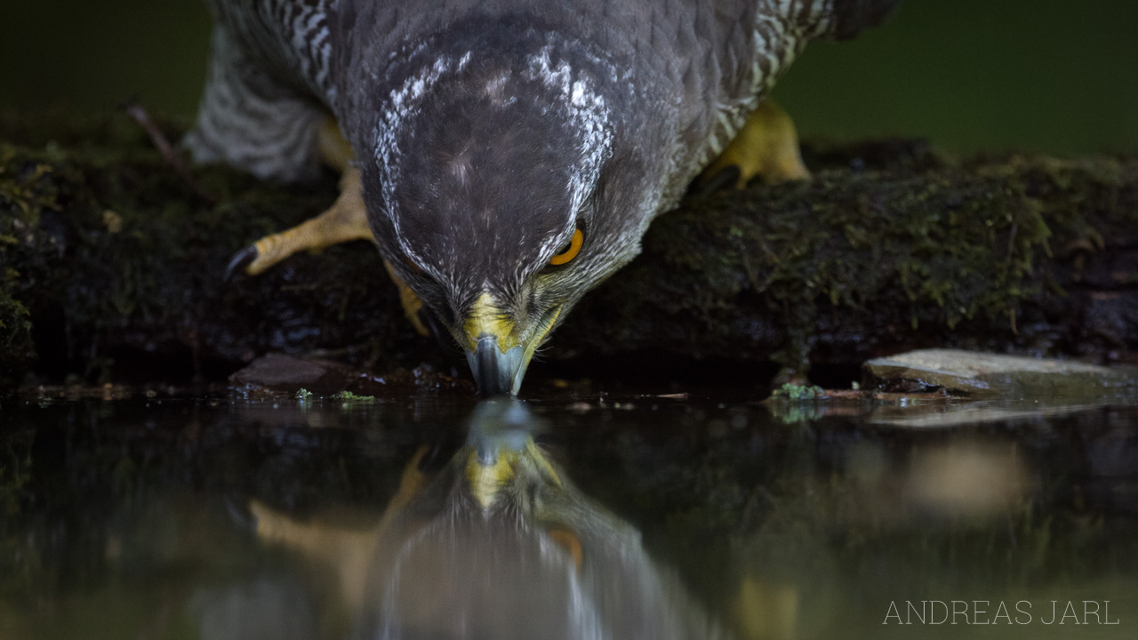 astur_gentilis_3358