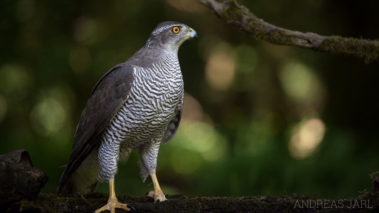 astur_gentilis_3360