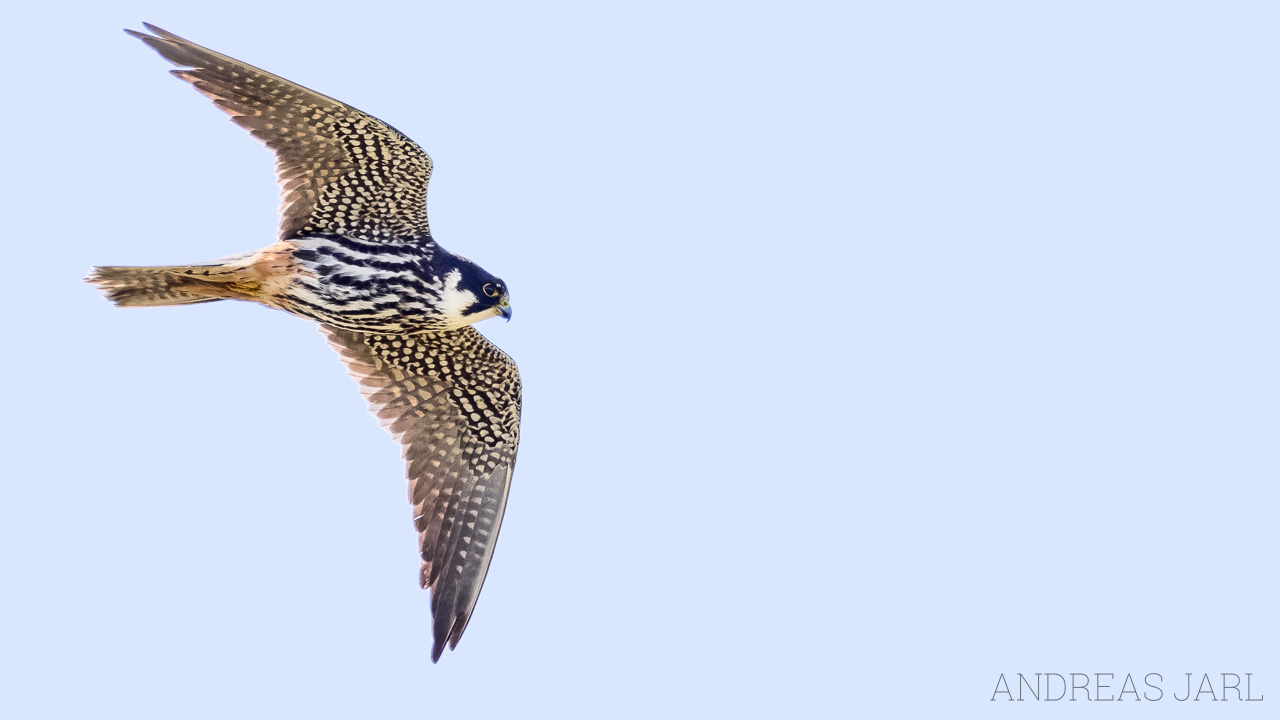 falco_subbuteo_4917_dxoxd