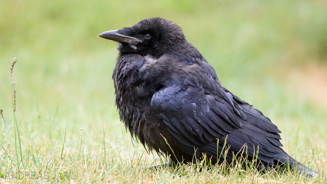 corvus_frugilegus_4946_dxoxd