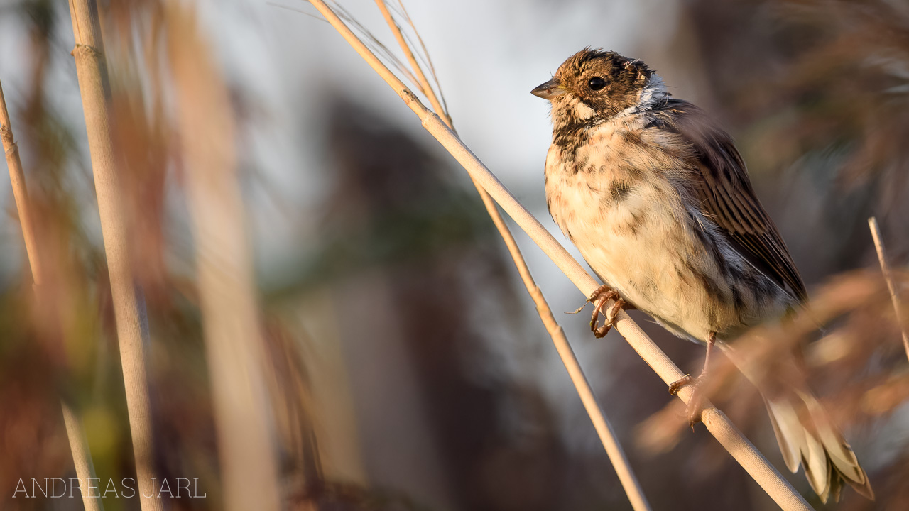 emberiza_schoeniclus_4893_dxoxd