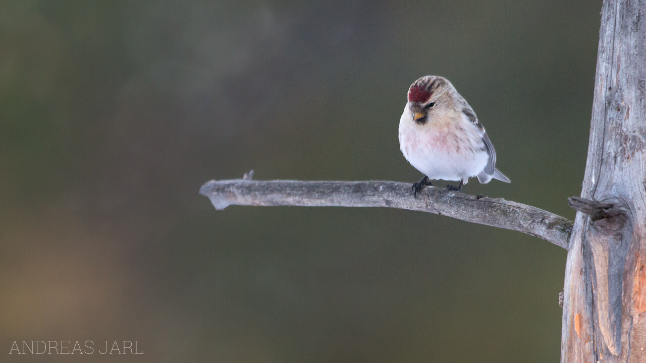 acanthis_flammea_hornemanni_1594