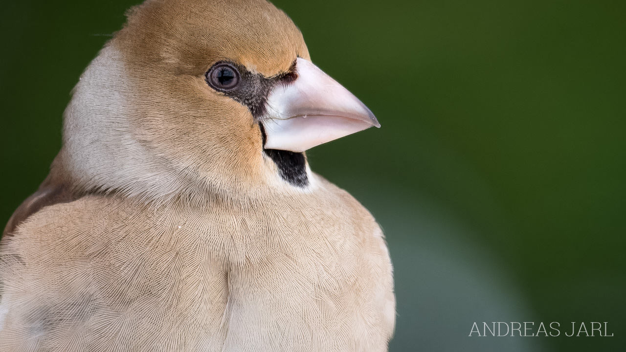 coccothraustes_coccothraustes_4990_dxoxd