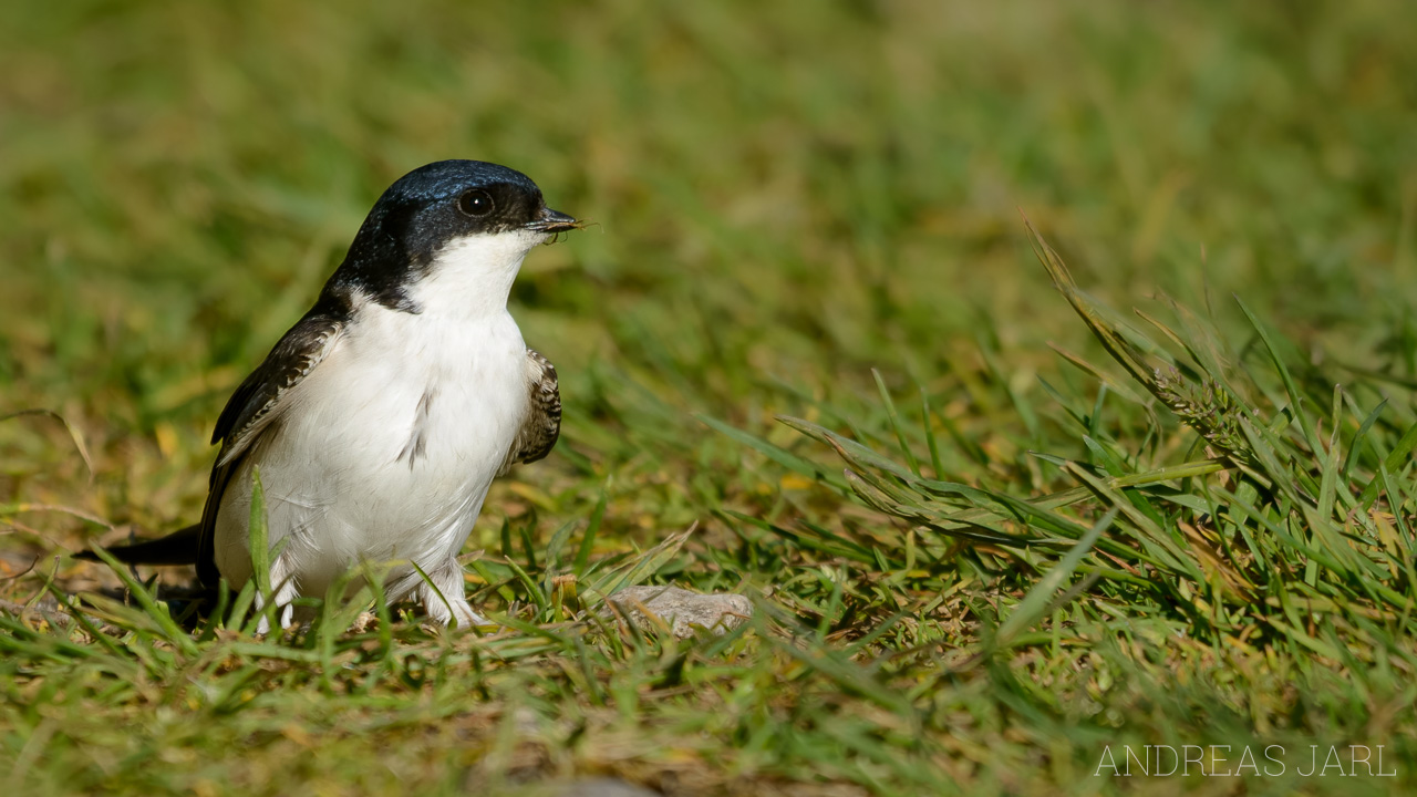 delichon_urbicum_1750_dxoxd