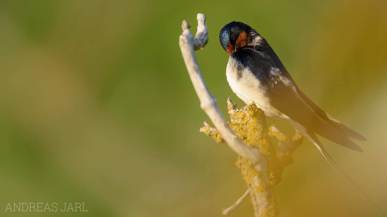 hirundo_rustica_4867_dxoxd