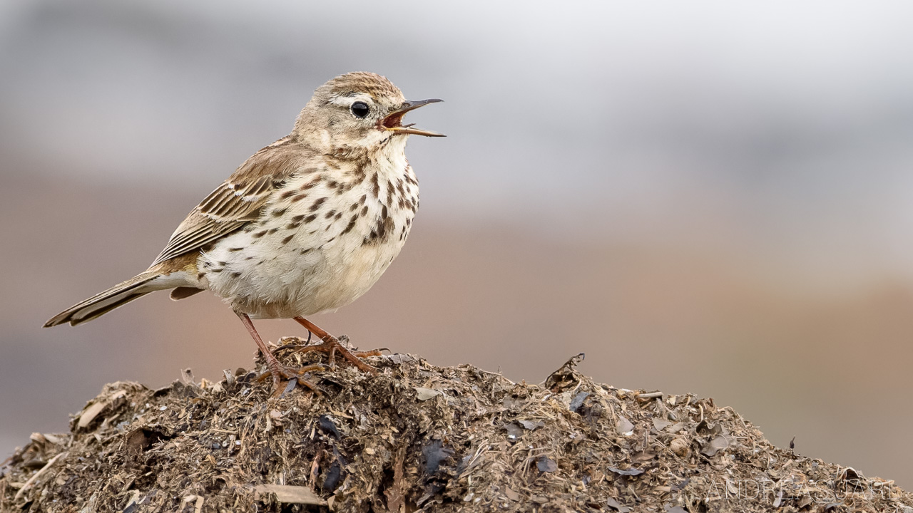 anthus_pratensis_4949_dxoxd