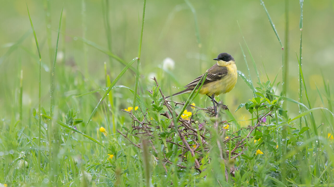motacilla_flava_feldegg_2083
