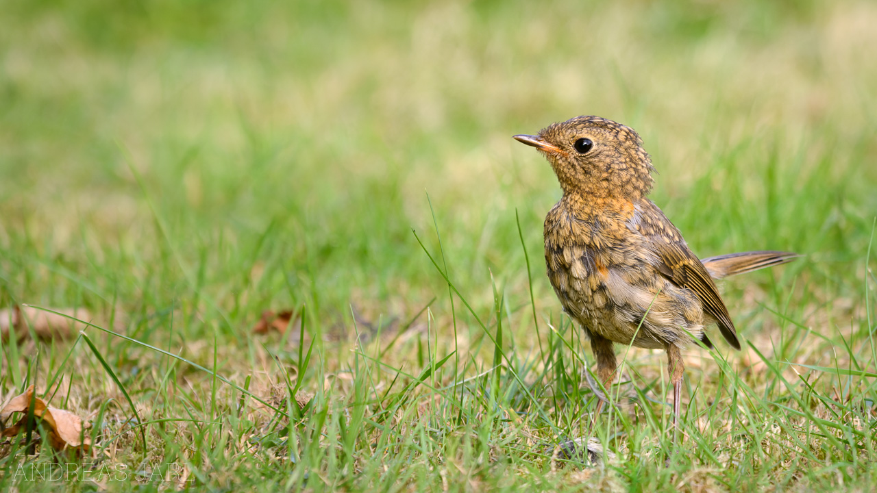 erithacus_rubecula_2450_dxo