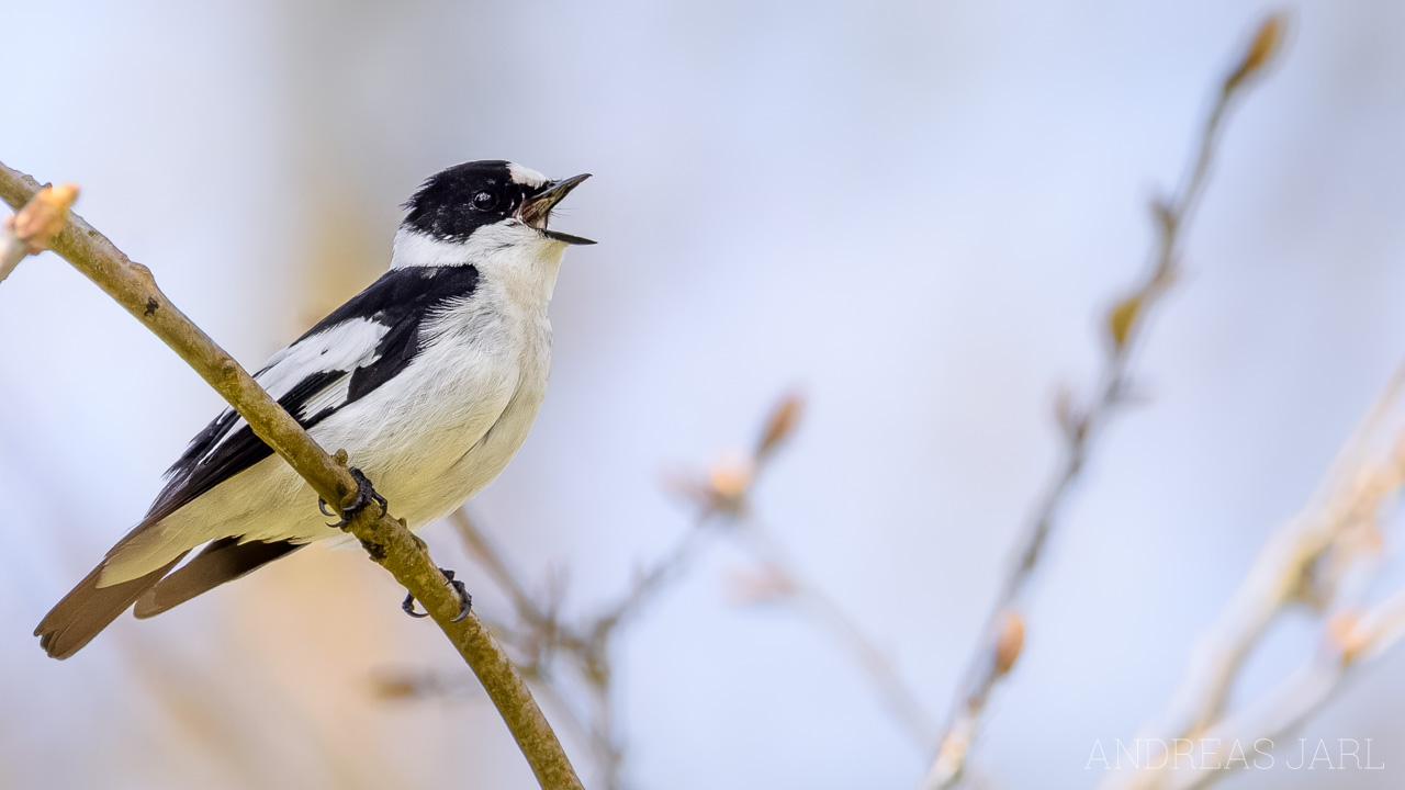 ficedula_albicollis_4914_dxoxd