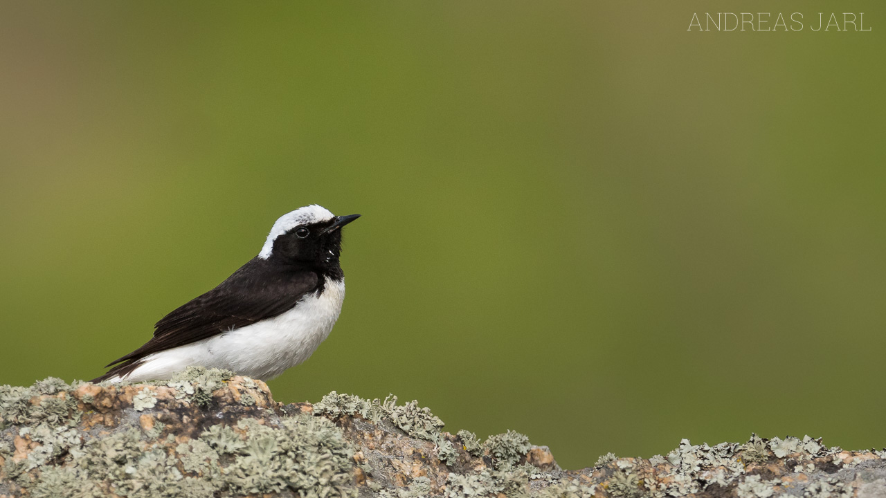 oenanthe_pleschanka_3518