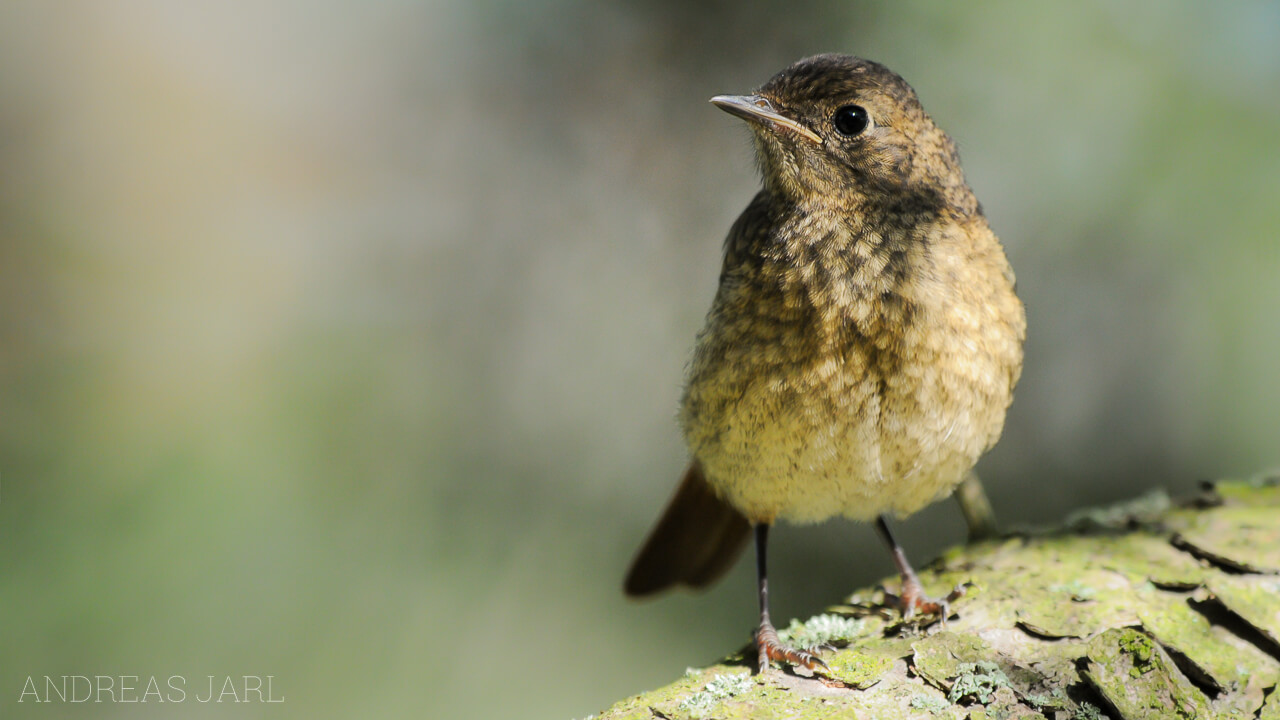 phoenicurus_phoenicurus_39