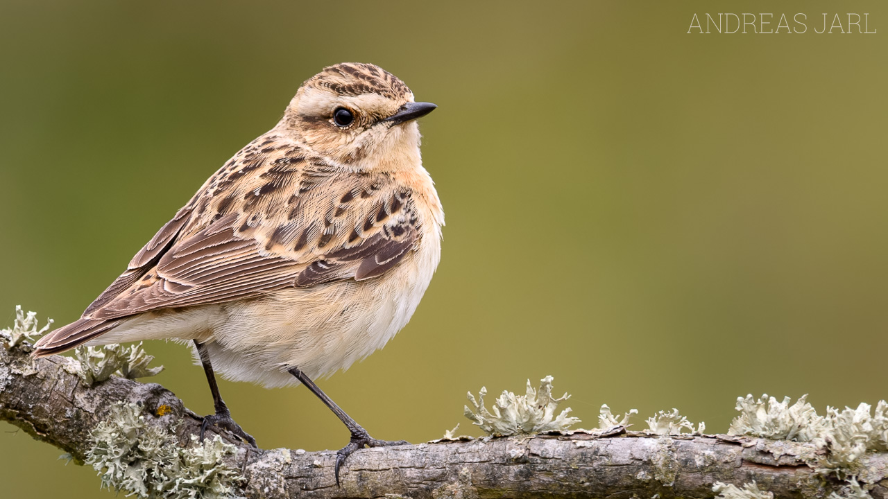 saxicola_rubetra_4930_dxoxd