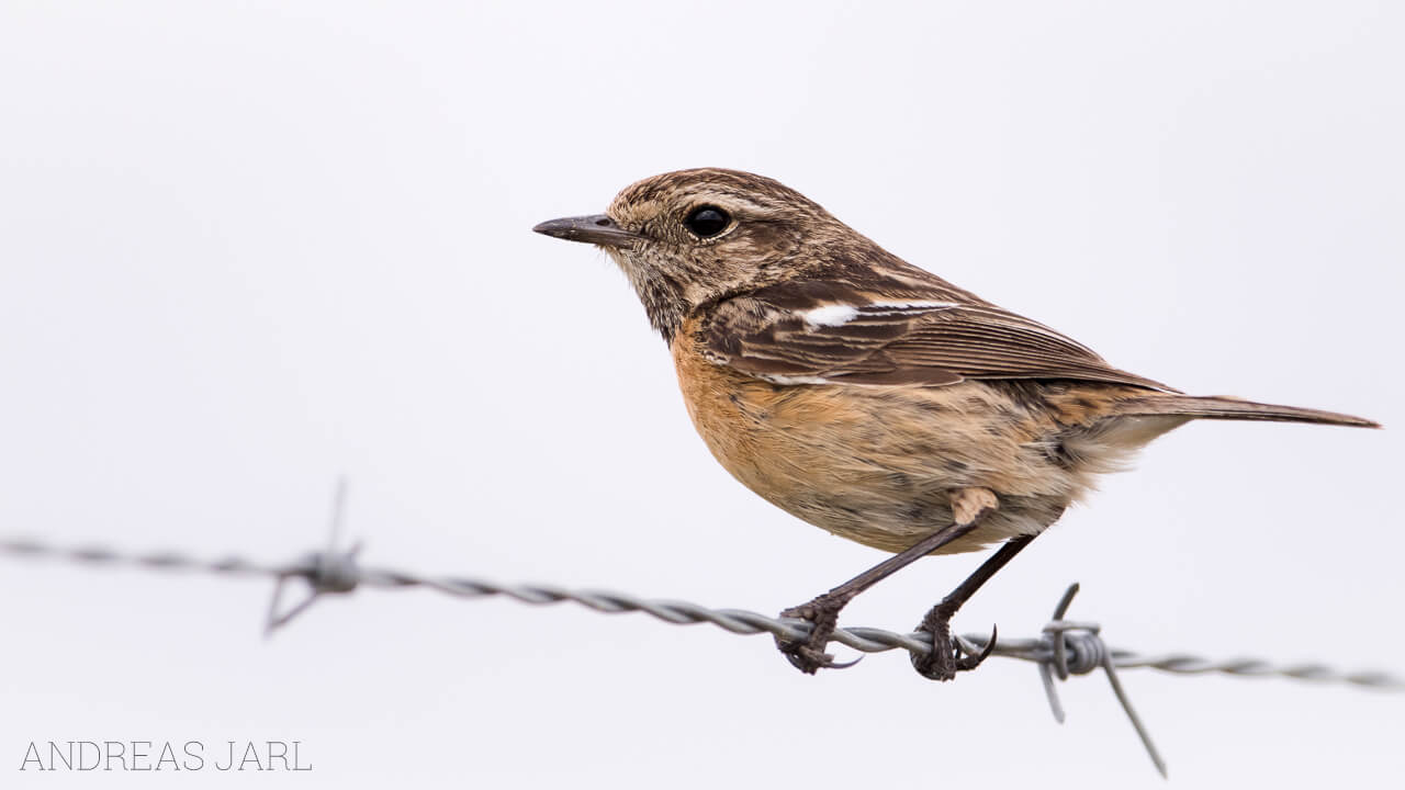 saxicola_rubicola_2668