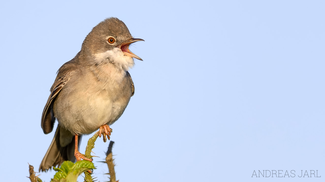 curruca_communis_4910_dxoxd