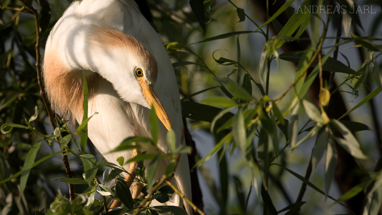 ardea_ibis_3494