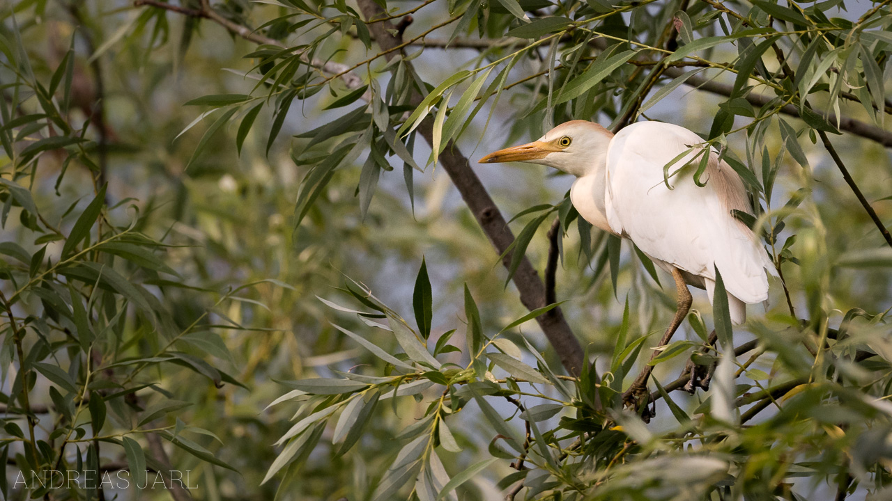 ardea_ibis_3495