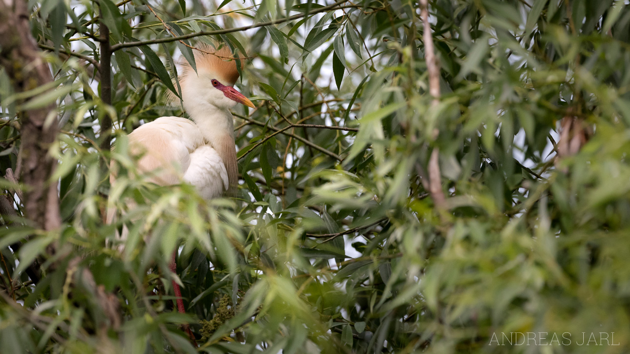 ardea_ibis_3496