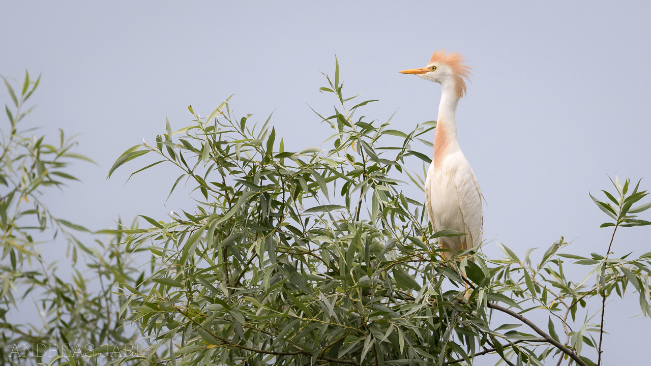 ardea_ibis_3497