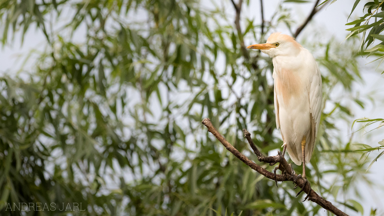 ardea_ibis_3498