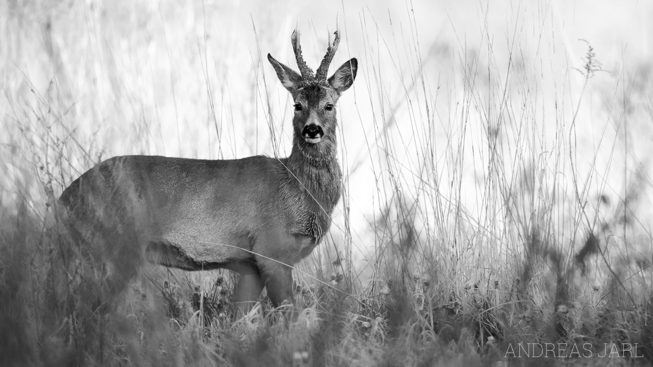 capreolus_capreolus_4908