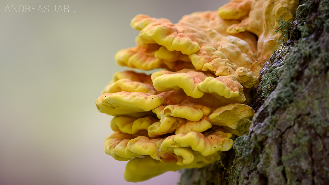 laetiporus_sulphureus_4869_dxoxd