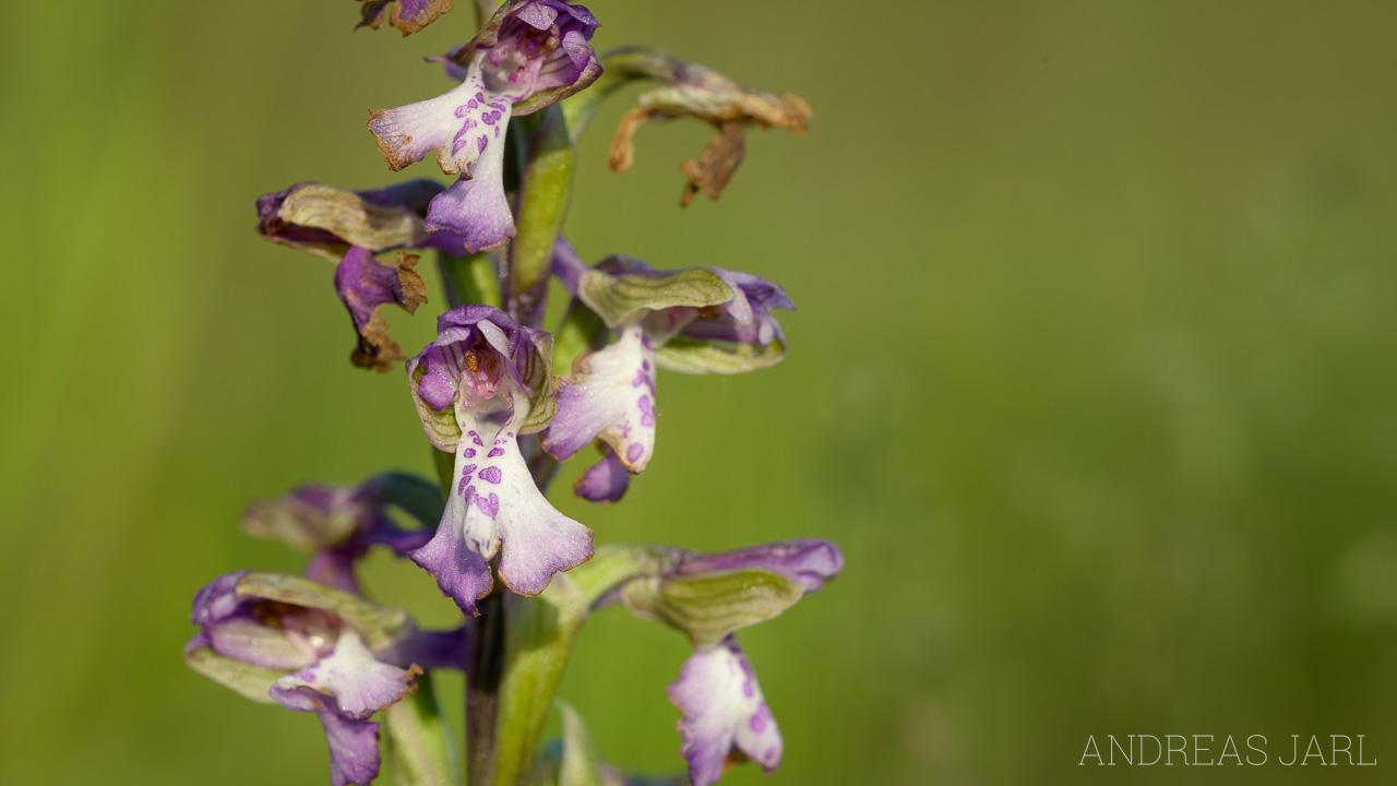 anacamptis_morio_4944_dxoxd