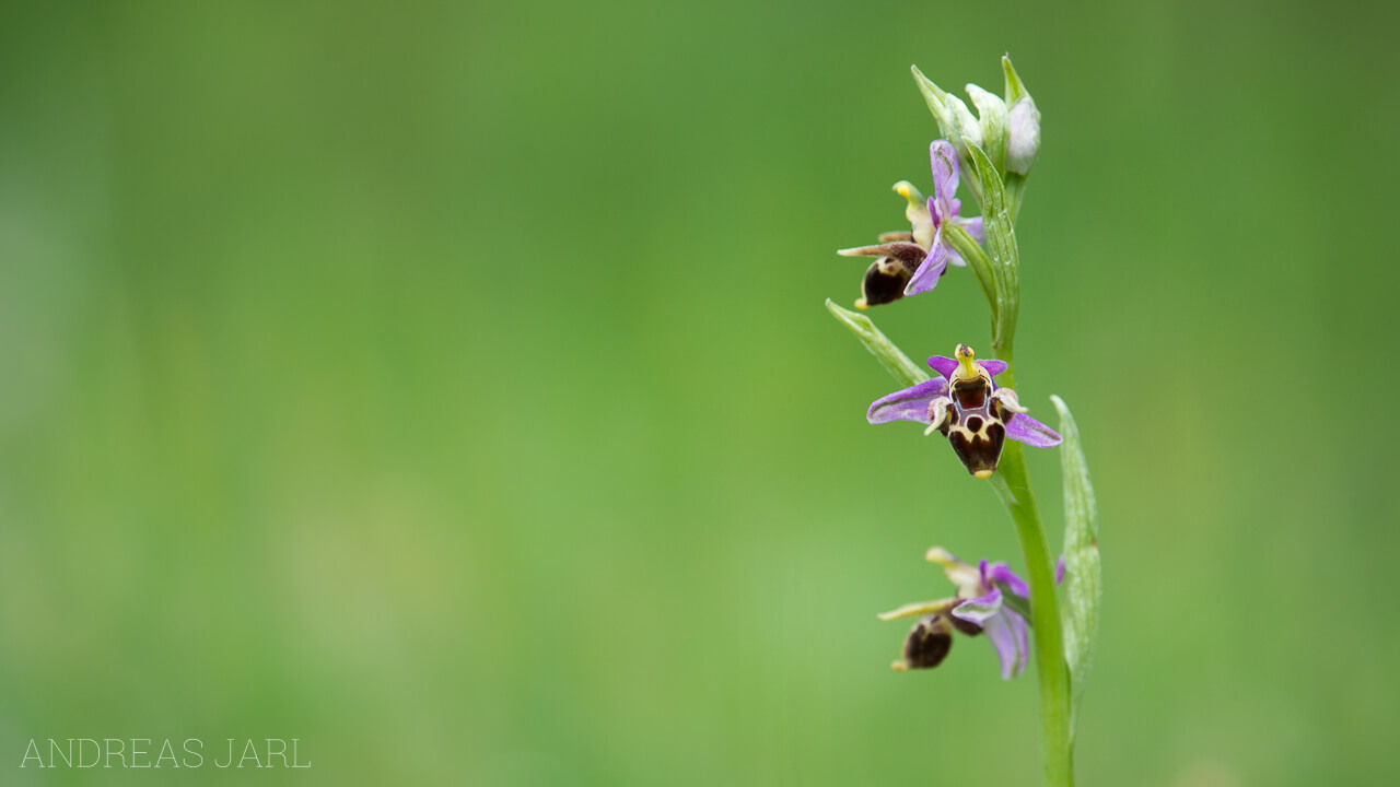 ophrys_scolopax_2016