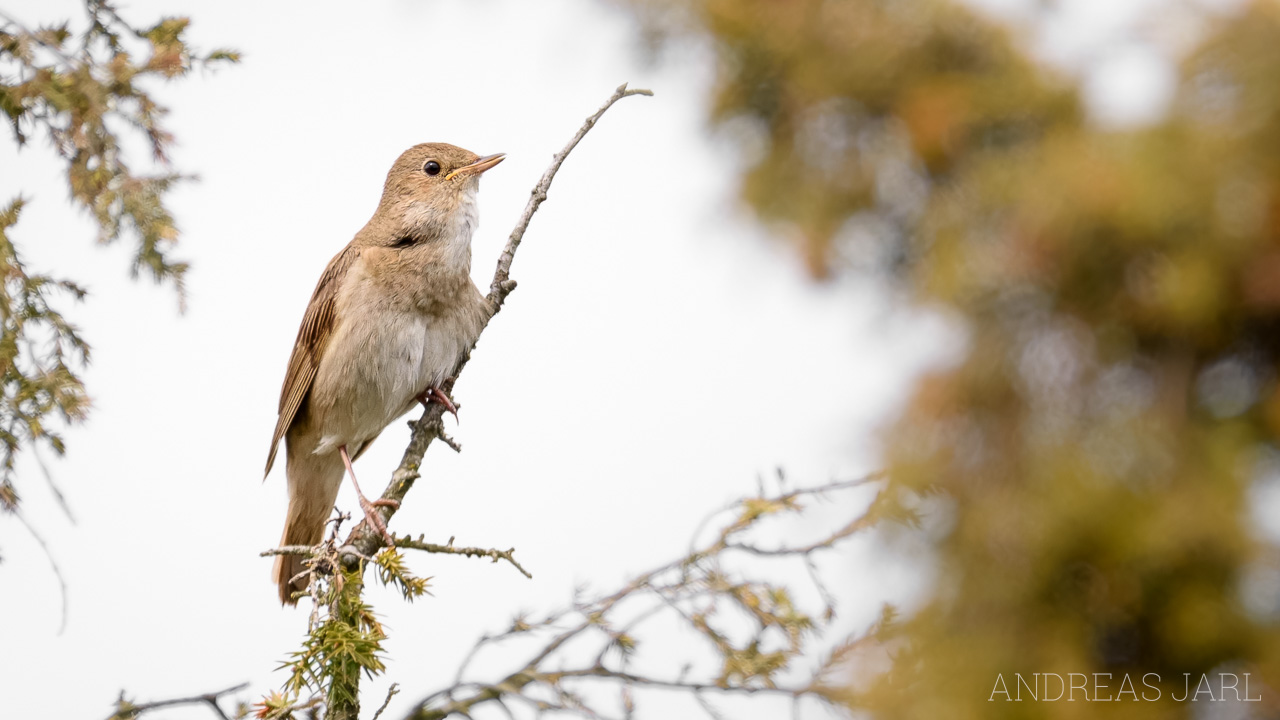 luscinia_luscinia_4922_dxoxd