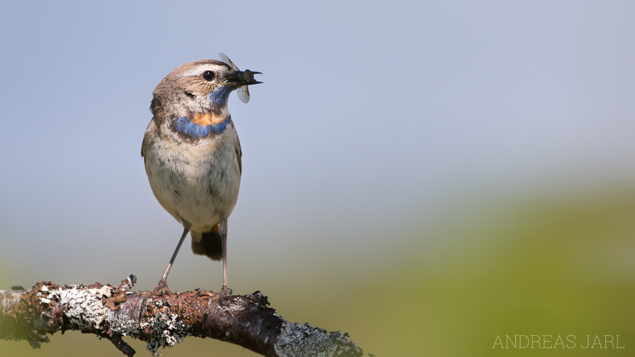 luscinia_svecica_svecica_1263